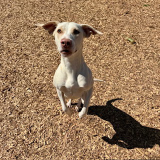 Sunny, an adoptable Labrador Retriever in Sparta, TN