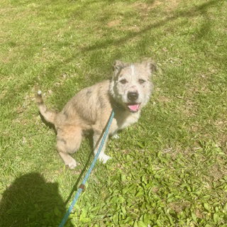 Bonnie, an adoptable Terrier in Sparta, TN