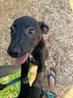 Bud - lab mix