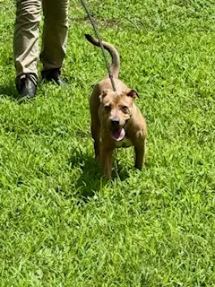 Cami - Pit Bull Terrier