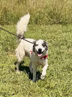 Lily - Great Pyrenees