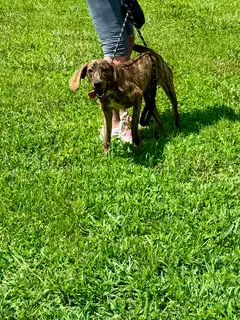 Expresso - Hound