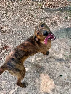 Latte - Hound