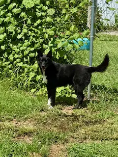 Ranger - Shepherd