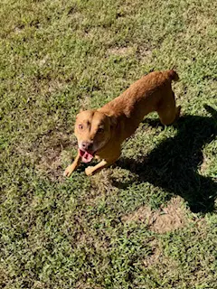 Ruttie - Labrador Retriever