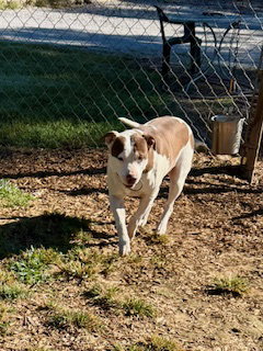 Missy, a dog for adoption from White County Animal Shelter