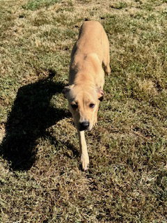 Mia, Whippet