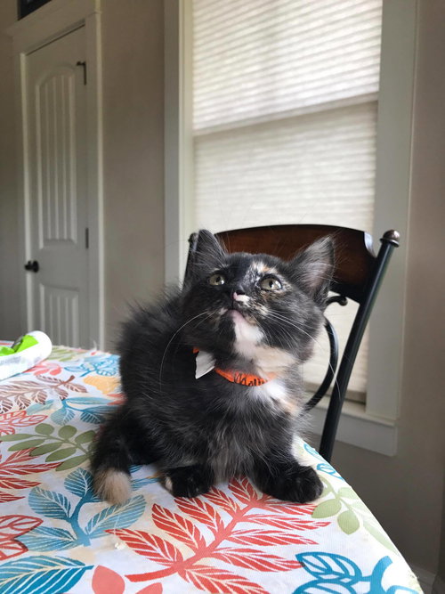 Miss Molly