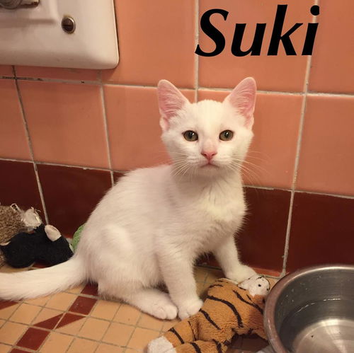 Suki