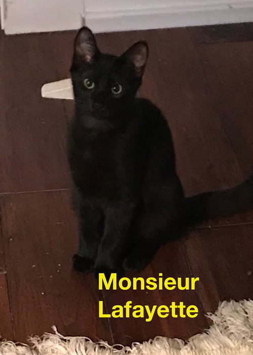 Monsieur Layfayette