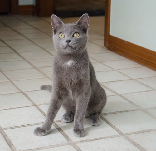 Merlin