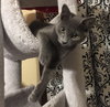 Merlin