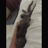 Merlin