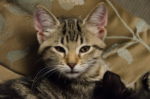 Marley