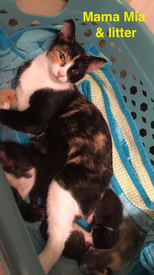 Mia