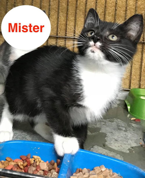Mister