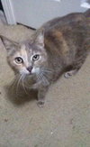 Missy Lou