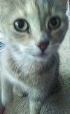 Missy Lou