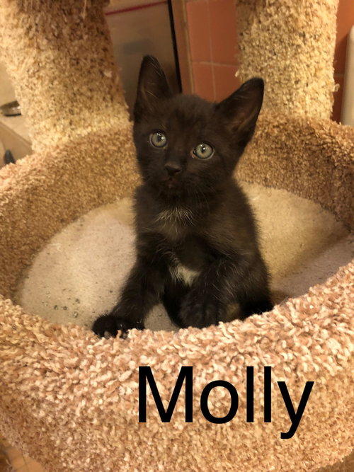 Molly