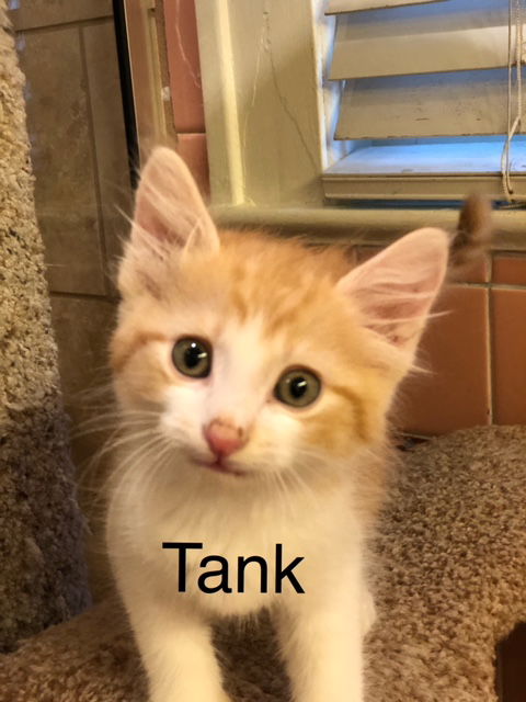 Tank