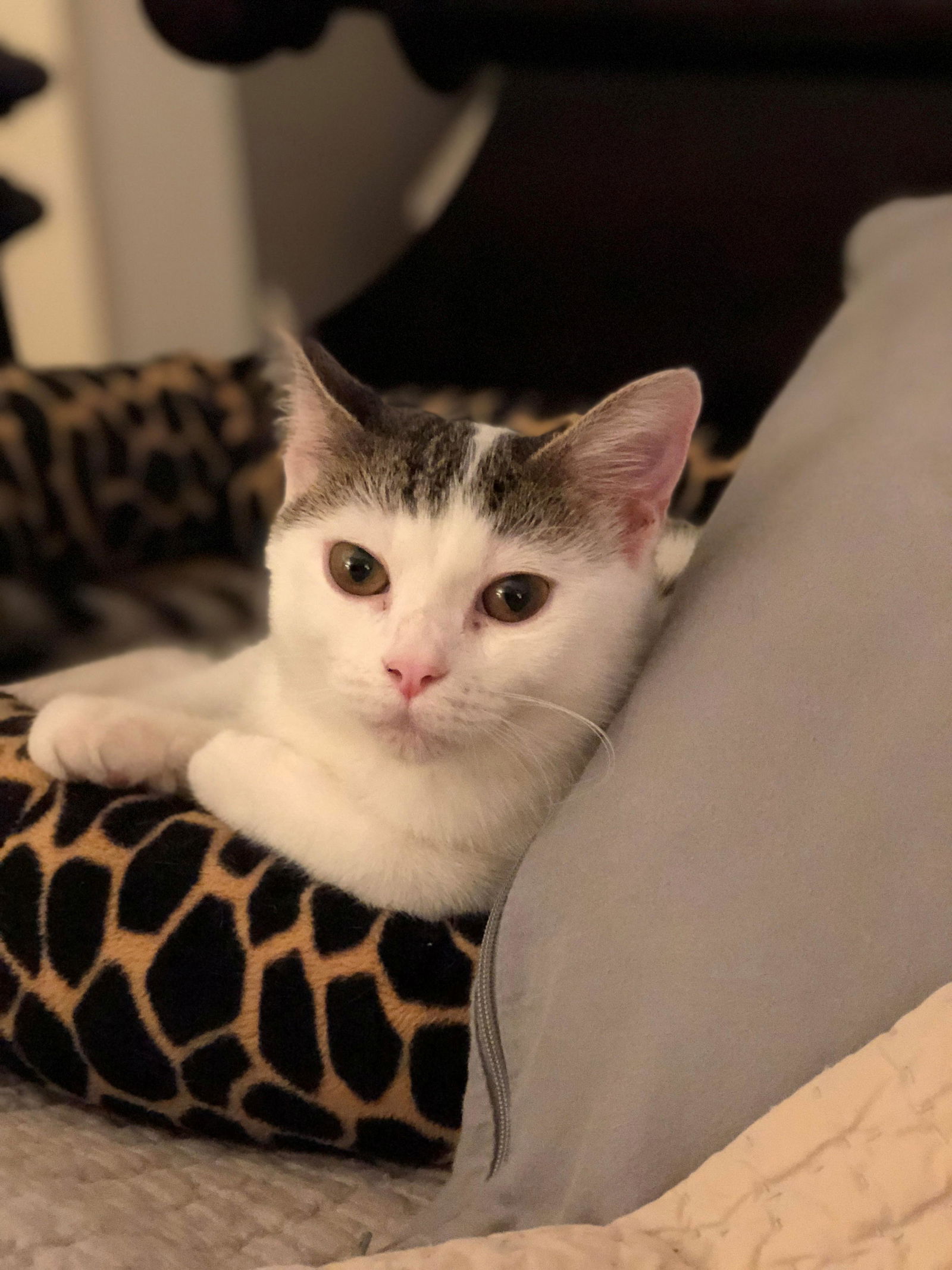 White cat with tabby hot sale spots