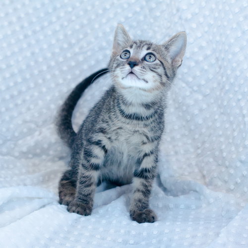 Mischief