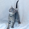 Mischief