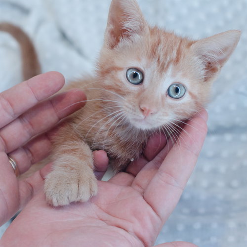 Mittens