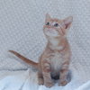 Mittens