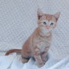 Mittens