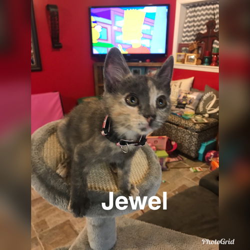 Jewel