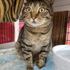 Mr. Good Cat