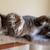 Mr. Good Cat