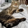 Mr. Good Cat