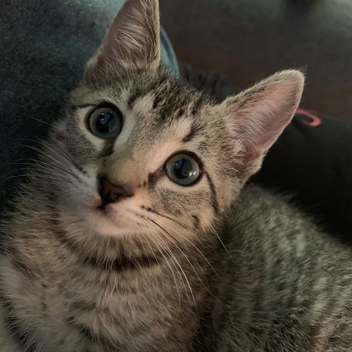 Milo
