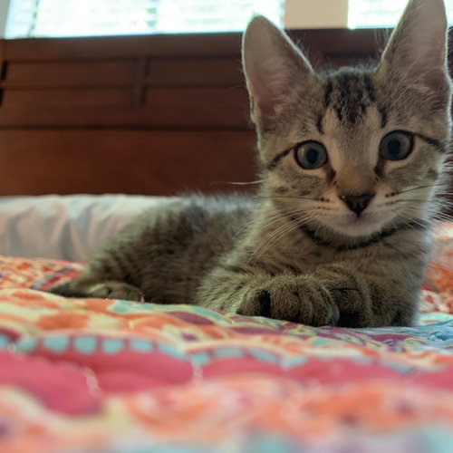 Mia