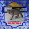 Dollar Doll