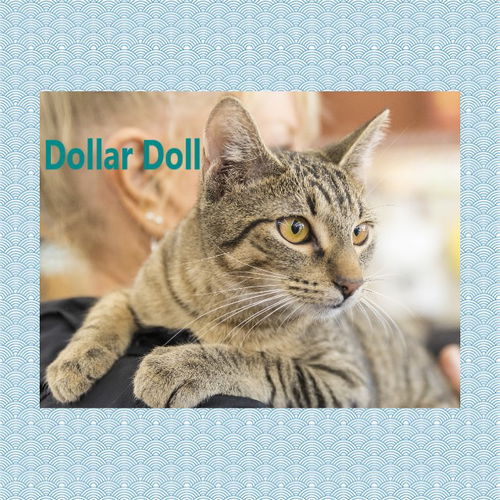 Dollar Doll