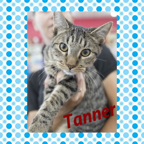 Tanner