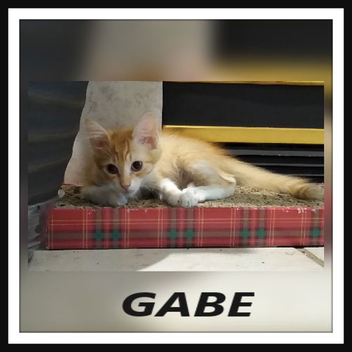 Gabe