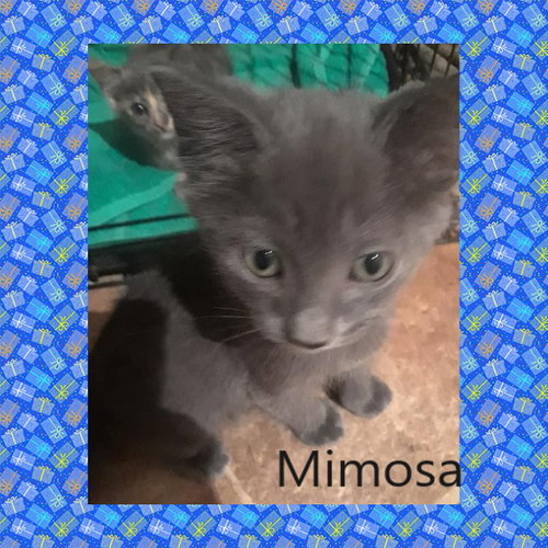 Mimosa