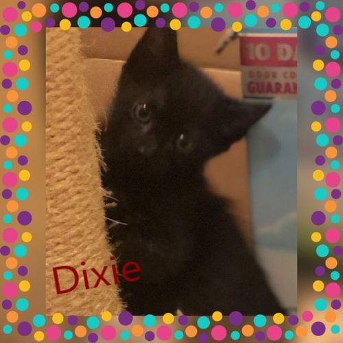 Dixie