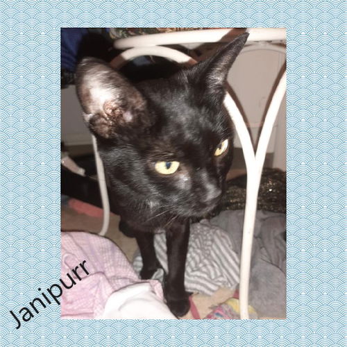 Janipurr