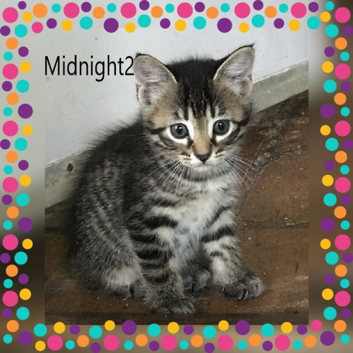 Midnight2