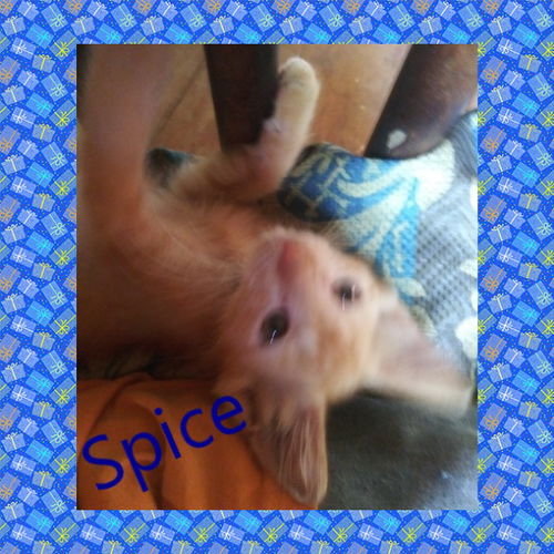 Spice