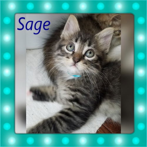 Sage