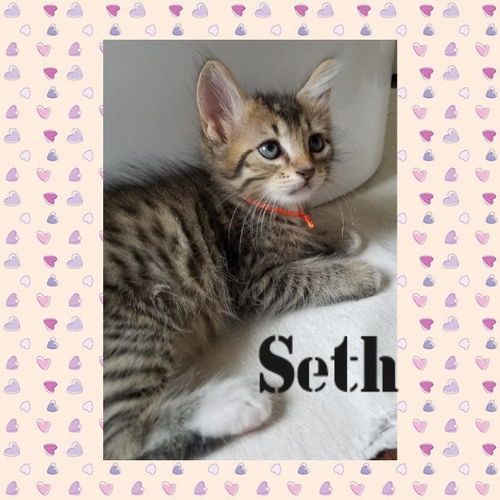 Seth