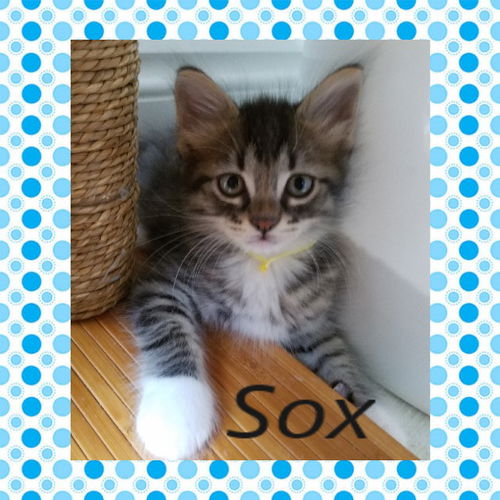 Sox