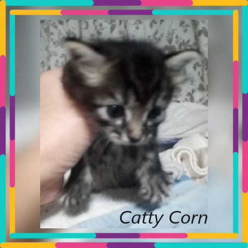 Catty Corn