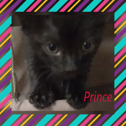 Prince